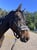 Horse ad