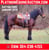 Horse ad