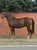 Anuncio de caballos