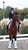 Horse ad