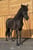 Annuncio cavallo