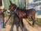 Horse ad