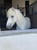 Horse ad