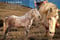 Horse ad