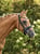 Horse ad