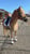 Horse ad
