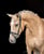 Horse ad
