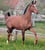 Anuncio de caballos