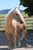Annuncio cavallo