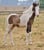 Annuncio cavallo