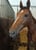 Horse ad