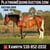 Horse ad