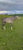 Horse ad