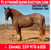 Horse ad