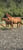 Annuncio cavallo