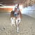 Horse ad