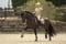 Horse ad