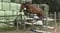 Horse ad