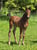 Annuncio cavallo
