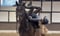 Annuncio cavallo