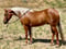 Horse ad