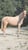Horse ad