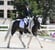 Annuncio cavallo