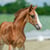 Horse ad