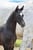 Annuncio cavallo