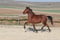 Annuncio cavallo