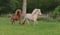 Annuncio cavallo