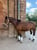 Horse ad