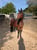Horse ad