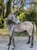Horse ad