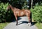 Horse ad