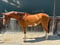 Anuncio de caballos