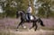 Annuncio cavallo