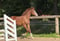 Annuncio cavallo