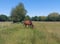 Horse ad