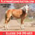 Horse ad