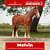 Anuncio de caballos