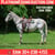 Annuncio cavallo