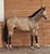 Horse ad