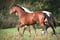 Annonce cheval