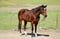 Horse ad