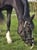 Annuncio cavallo