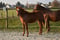 Annuncio cavallo