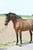Annuncio cavallo