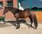 Annuncio cavallo