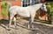 Paardadvertentie
